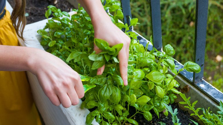 Hands harvesting basil