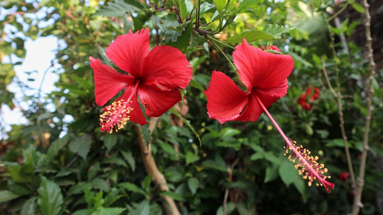 Hibiscus plant