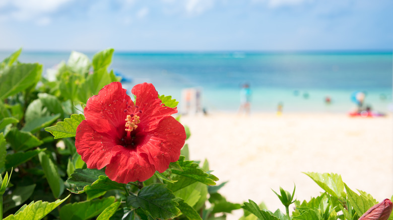 Tropical hibiscus on beach