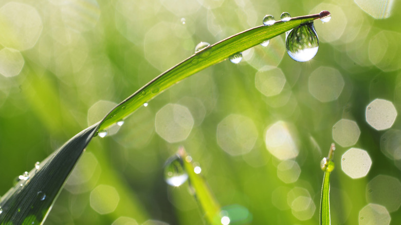 Closeup water droplets on grass