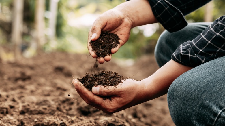 Person holding soil in hands