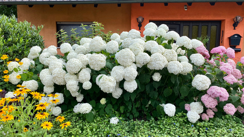 Hydrangea plant in garden