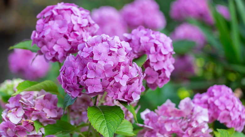 Purple hydrangea