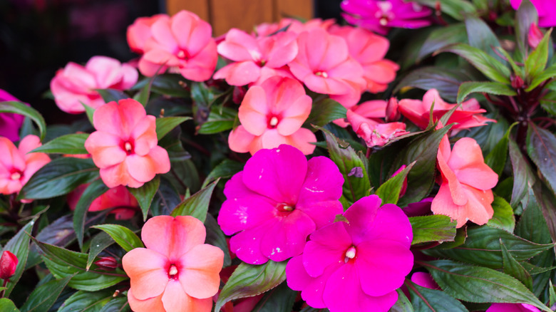 Pink and purple impatiens
