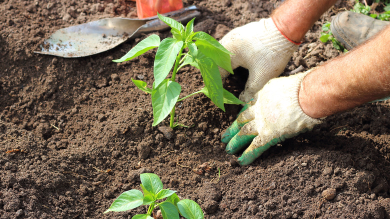 Plating pepper seedling