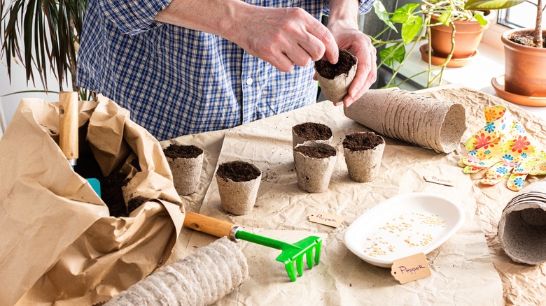 Sowing pepper seeds