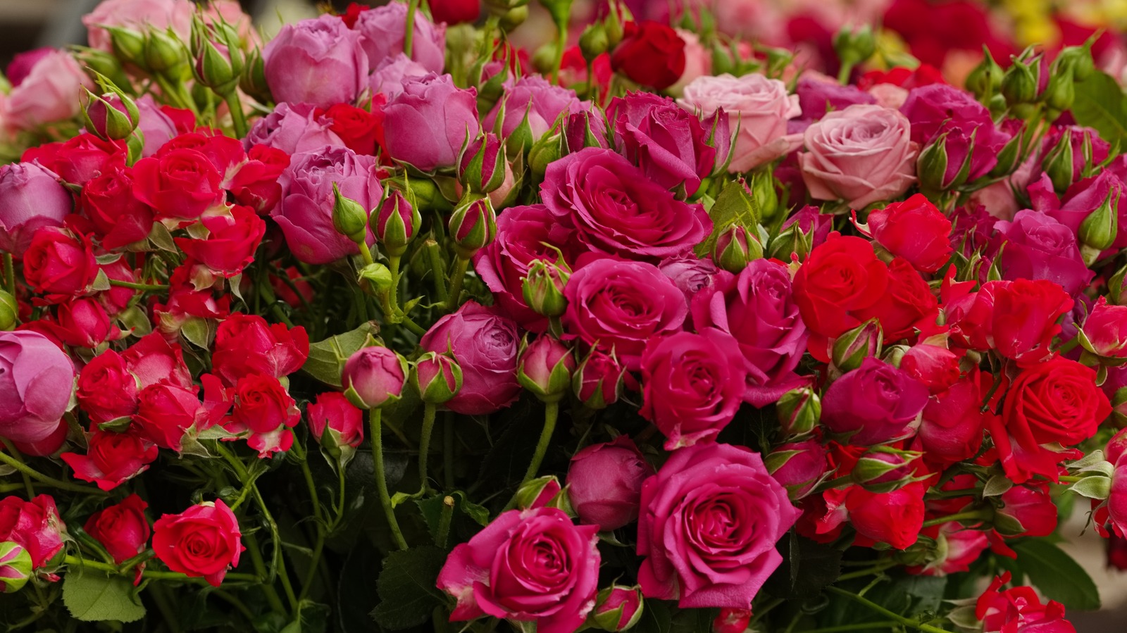 The Best Time Of Year To Plant Roses According To A Gardening Expert