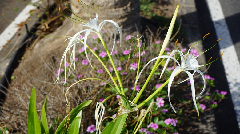 spider lilies in bloom