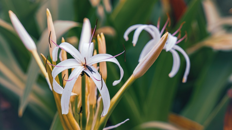 close-up of spider lilies