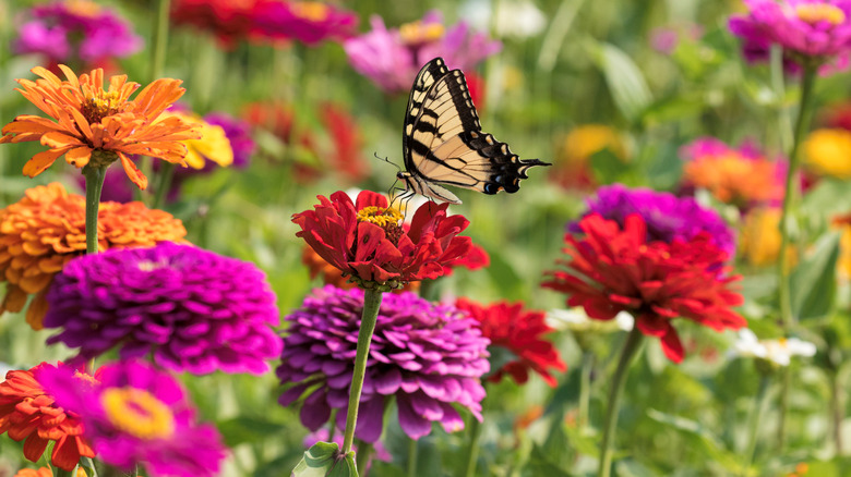 butterfly on zinnias