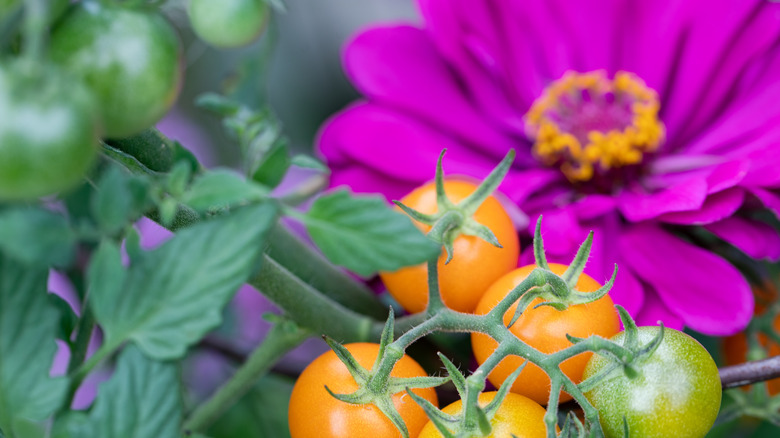 zinnia and tomato