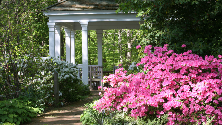 Azaleas in the garden