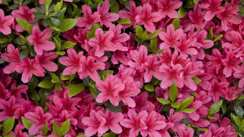 Close up of azaleas