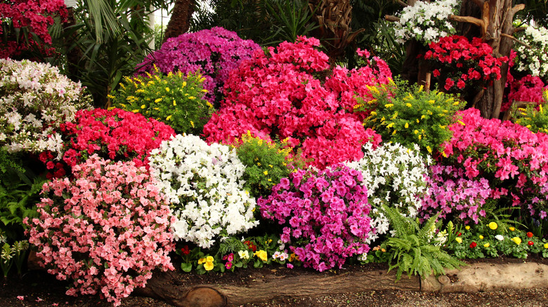 Collection of azaleas