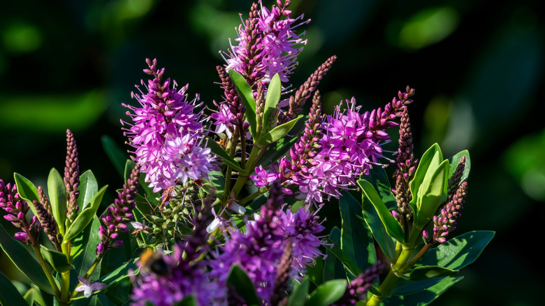 hebe with pink-purple flowers