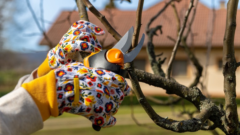 person pruning cherry tree