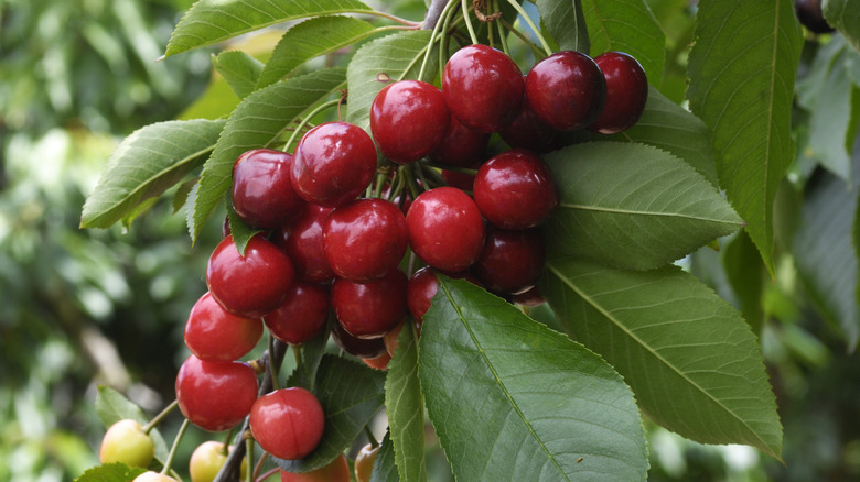 cherries on tree branch