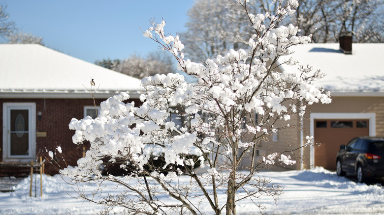 snow covered dogwood tree