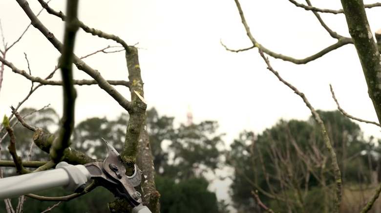 cutting fig branch with loppers