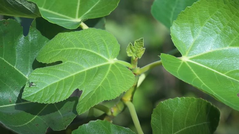 fig leaves