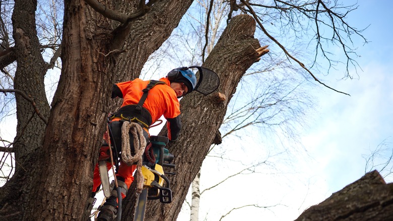 arborist pruning oak tree