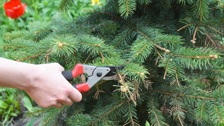 trimming a spruce tree