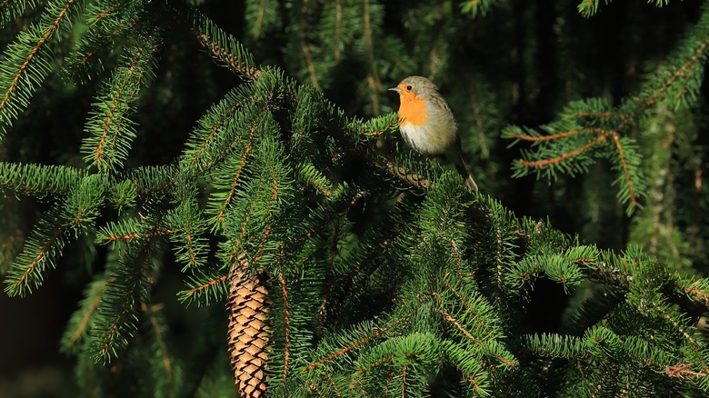 bird on red spruce branch