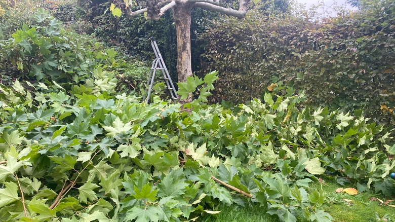 fallen maple tree branches