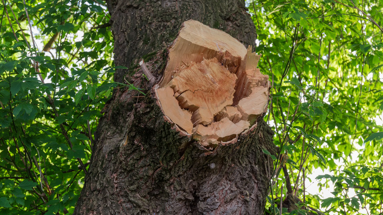 fresh maple tree wound