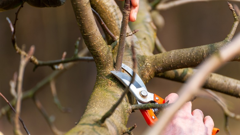 pruning tree branch with pruners