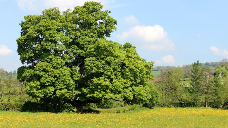 Sycamore tree on land