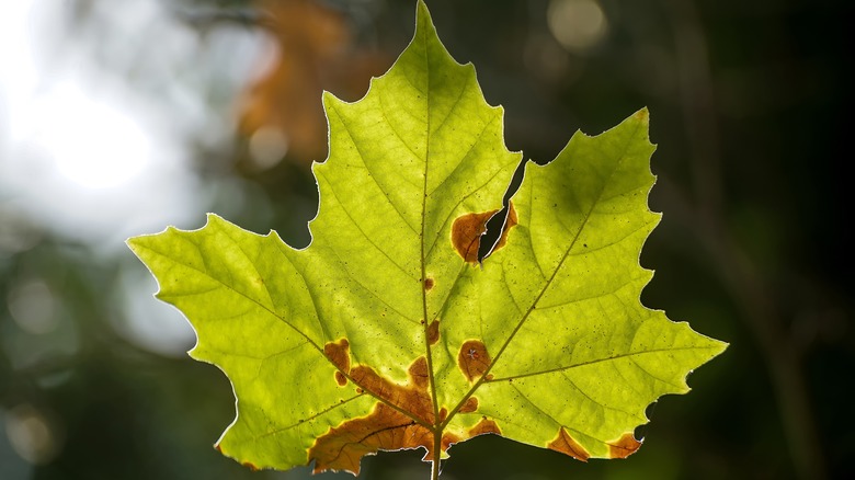 Sycamore leaf with anthracnose