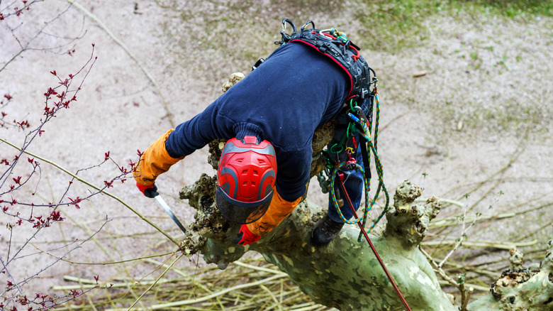 Man sawing sycamore tree branches