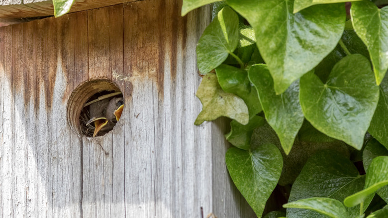 chicks in a birdhouse