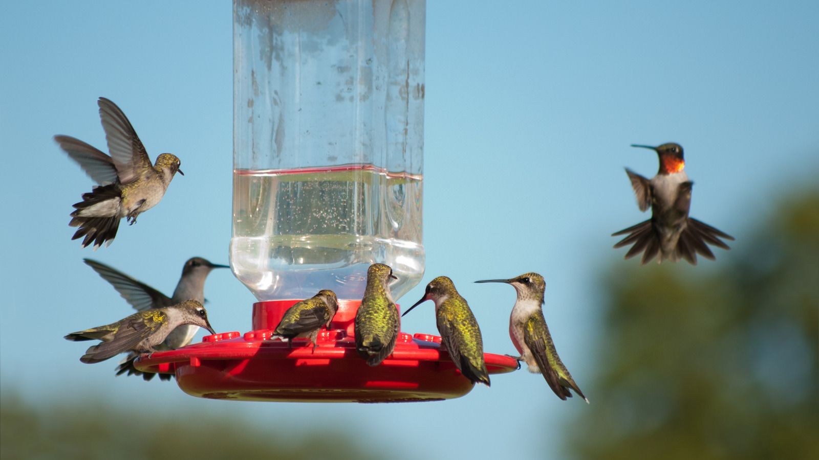 The Best Time Of Year To Put Out Your Hummingbird Feeder