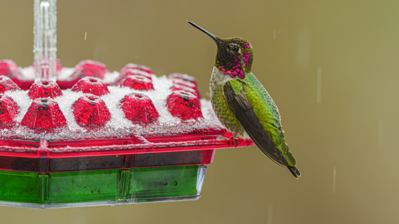 Hummingbird on feeder in snow