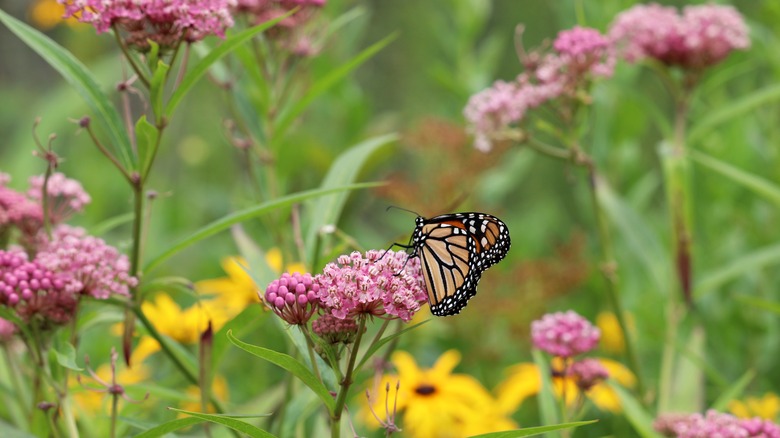 Monarch butterfly in milkweed garden