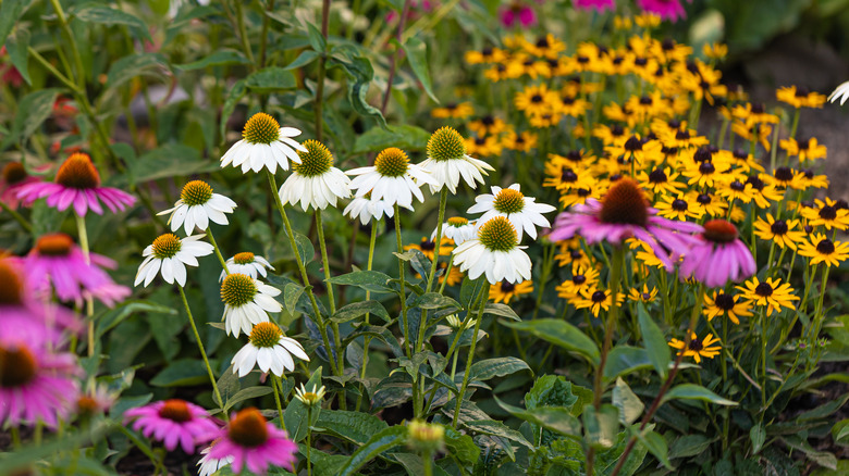 summer wildflowers