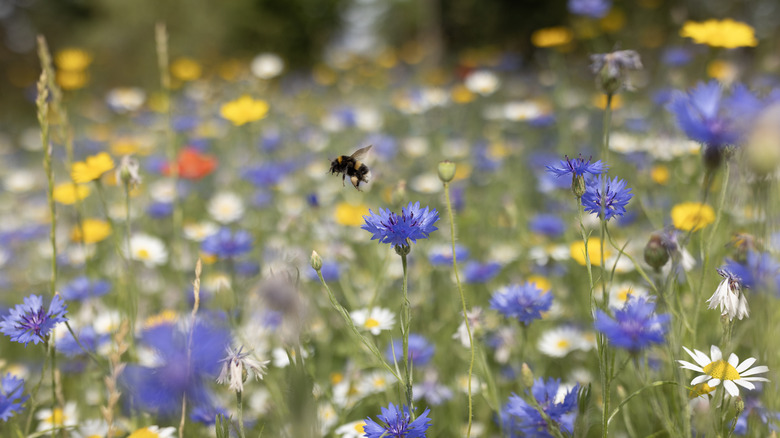 wildflowers in summer