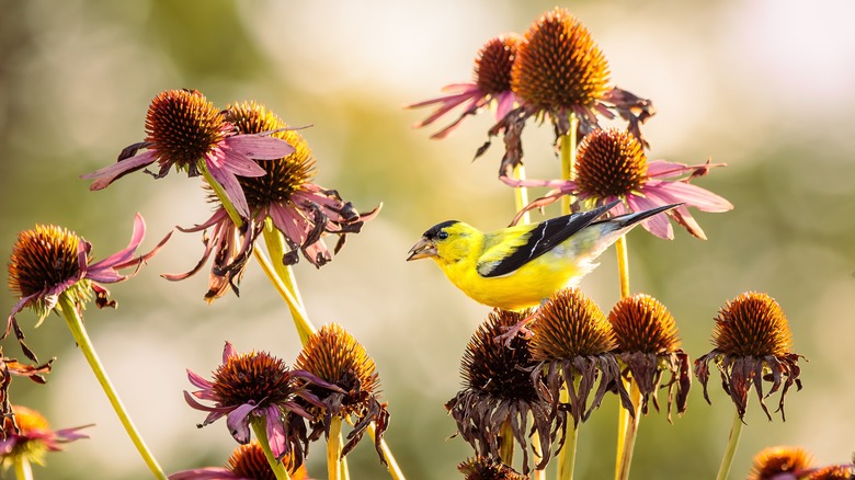 goldfinch eating echinacea seeds