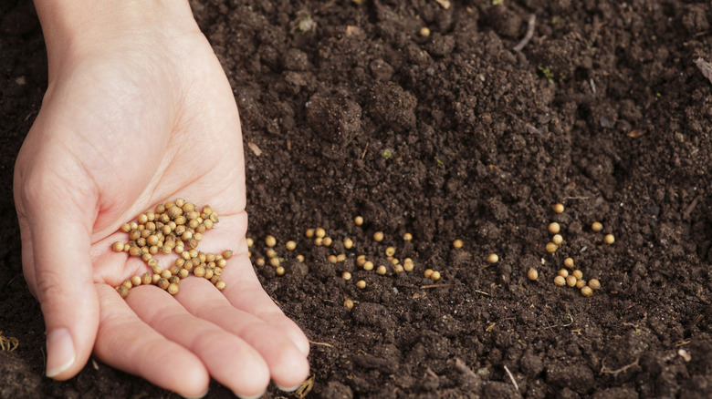 hand planting seeds on soil