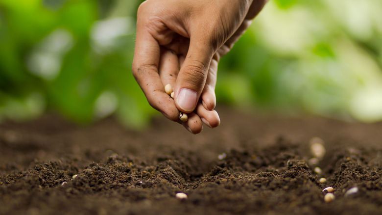 hand planting seeds in soil