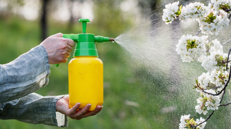 gardener spraying fruit tree