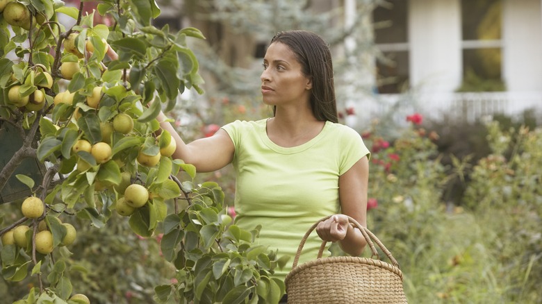 woman picking fruit