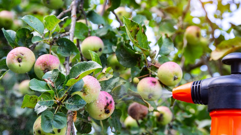 fruit tree being sprayed