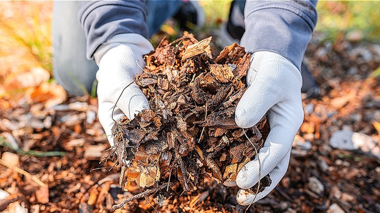 Gardener's hands holding wood chips