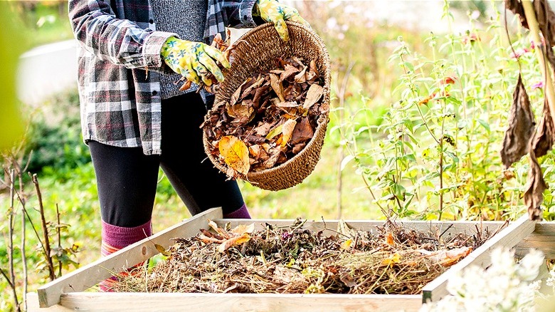 Gardening in the fall season