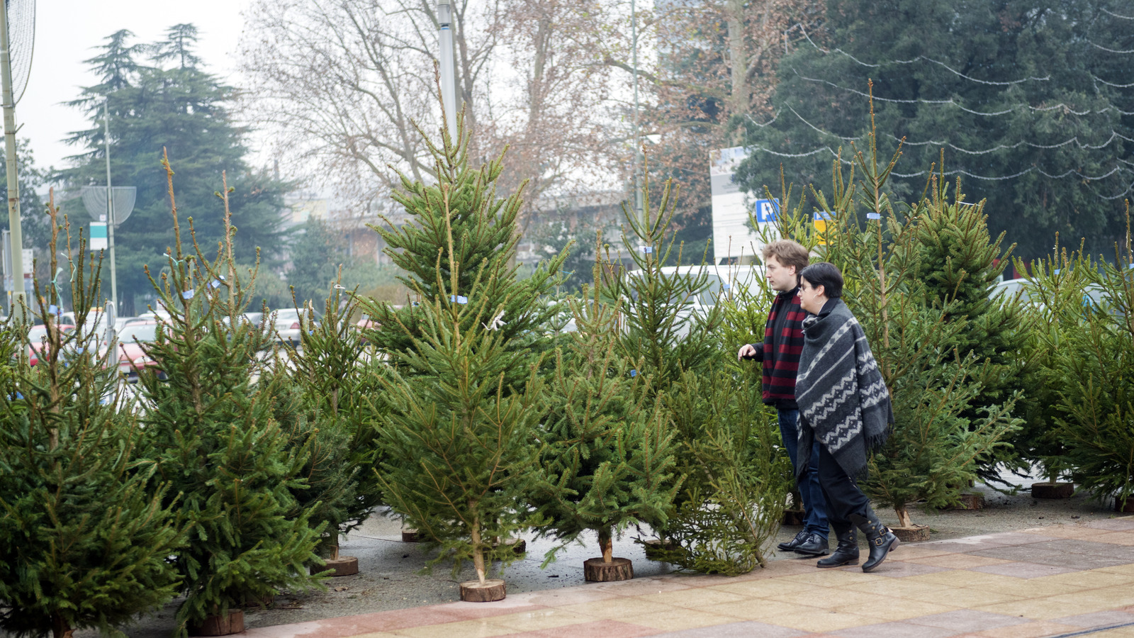 when is the best time of year to buy a christmas tree