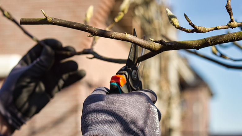 gloved hands pruning branch