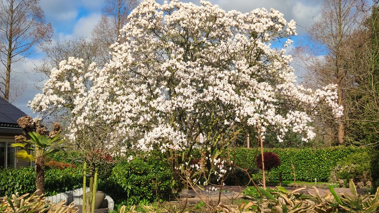 large overgrown white magnolia tree